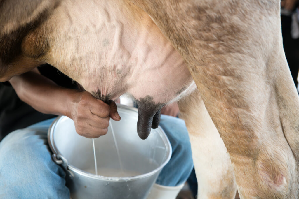 Individual milking a cow into a bucket.
Picture by Ake1150.