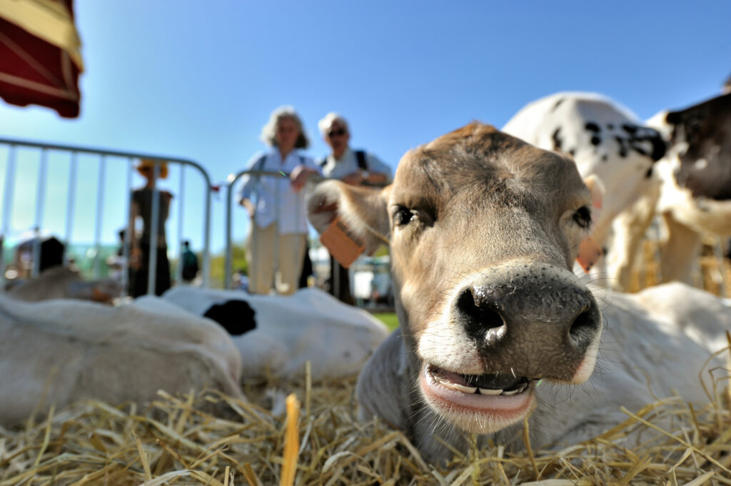 Smiling of a cow on a agricultural show
By ElitProd